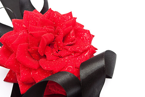 포토 JPG 해외이미지 디자인 리본 자연 휴가 선물 이벤트 사람없음 장식 빨간색 물 장미 검은색 흰색 축하 우아함 떨어짐 심볼 애도 고립 해외포토 자연요소 꽃 컬러 컨셉 생태계 파일형식 이미지허브