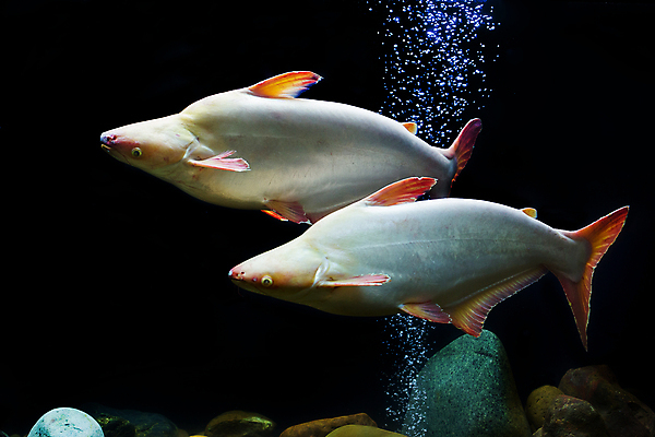 포토 JPG 해외이미지 동물 교육 아시아 야생동물 음식 파도 백그라운드 자연 어류 사람없음 야외 물 파란색 강 컬러풀 환경 검은색 교수 수영 줄무늬 흰색 그룹 떨어짐 큼 먹기 오브젝트 상어 거인 남쪽 내추럴 메콩강 민물 수유 이국적 해외포토 자연요소 나라 바다 컬러 컨셉 무늬 모션 교사 수중동물 수상스포츠 크기 방향 생태계 파일형식 이미지허브