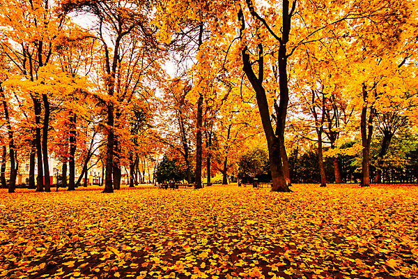 포토 JPG 해외이미지 주간 나무 공원 단풍 낙엽 벤치 풍경 사람없음 야외 가을 보행로 러시아 해외포토 자연요소 식물 계절 공공시설 유럽 길 잎 의자 파일형식 이미지허브