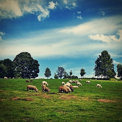 포토 JPG 해외이미지 동물 계절 산업 음식 밭 농업 포유류 자연 하늘 산 털 육류 사람없음 야외 초록색 농장 농경지 환경 가축 봄 흰색 시골 양 그룹 양치기 군중 주식 숲 방목 언덕 장면 양고기 양모 기르기 방목장 밭일 생태학 양털 해외포토 직업 교육 컬러 식재료 사람 금융 직물 축산업 생태계 돌봄 파일형식 이미지허브