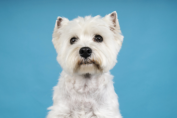 포토 JPG 해외이미지 스튜디오촬영 전신 동물 척추동물 한마리 응시 백그라운드 포유류 건강 앉기 사람없음 가로 파란색 반려동물 머리 가축 흰색 개 자르기 테리어 묘사 경계 파란배경 슛 무릎 송곳니 산악지대 고립 기르기 서쪽 해외포토 1 시선 컬러 모션 산 실내 신체부위 치아 방향 돌봄 파일형식 이미지허브