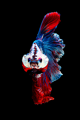 포토 JPG 해외이미지 한마리 검은배경 어류 사람없음 베타 해외포토 1 백그라운드 검은색 수중동물 파일형식 이미지허브