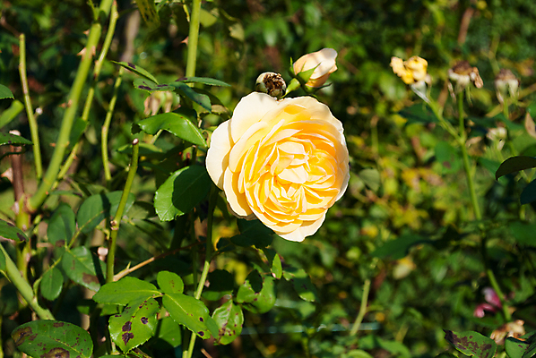 포토 JPG 해외이미지 식물 계절 꽃잎 꽃 꽃다발 백그라운드 잎 꽃무늬 자연 사람없음 야외 장식 초록색 컬러풀 햇빛 뷰티 노란색 정원 맑음 봄 낭만 성장 벚꽃 흰색 신선 개화 다발 관목 묘사 원예 내추럴 해외포토 나무 컬러 컨셉 무늬 날씨 취미 태양 생태계 파일형식 이미지허브