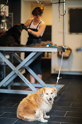 포토 JPG 해외이미지 전신 여자 반려견 두마리 실내 한명 서기 성인 앞모습 아웃포커스 귀여움 앞치마 기다림 강아지 목줄 애견미용 애견미용사 성인여자한명만 해외포토 1 뷰포인트 컨셉 2 모션 촬영기법 사람 내부 반려동물 뷰티 개 미용사 여자한명만 성인여자만 파일형식 반려용품 이미지허브