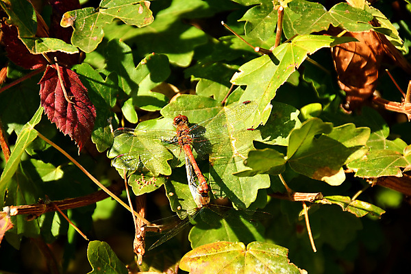 포토 JPG 해외이미지 동물 곤충 자연 앉기 사람없음 빨간색 환경 쌍 리빙 동물상 해외포토 컬러 모션 조형물 생태계 파일형식 이미지허브