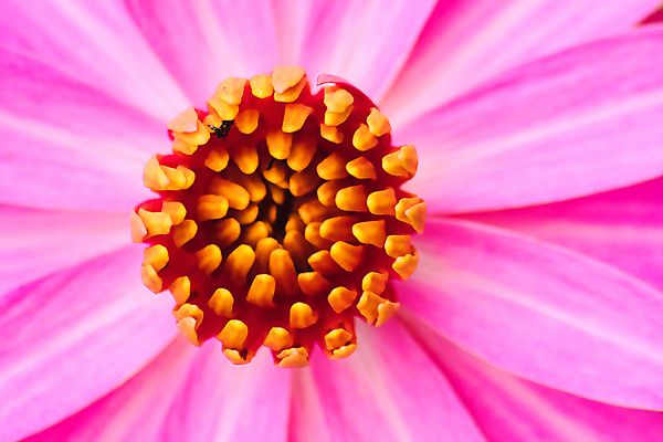 포토 JPG 해외이미지 식물 동물 꽃잎 꽃 분홍색 곤충 오렌지 자연 실내 3 사람없음 가로 물 컬러풀 한개 뷰티 노란색 보라색 모임 벚꽃 원형 개화 닫기 떨어짐 작음 자르기 묘사 흰배경 꽃가루 꿀 강렬 해외포토 자연요소 도형 1 컬러 백그라운드 컨셉 과일 모션 내부 흰색 크기 가루 생태계 파일형식 이미지허브