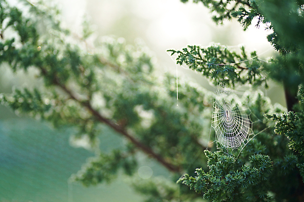 포토 JPG 해외이미지 주간 나뭇잎 사람없음 야외 아웃포커스 나뭇가지 침엽수 해외포토 자연요소 나무 잎 촬영기법 파일형식 이미지허브