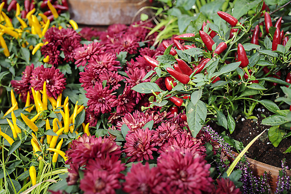 포토 JPG 해외이미지 식물 라이프스타일 꽃 음식 백그라운드 농업 다이어트 채소 재료 자연 고추 파프리카 건강 요리 사람없음 빨간색 초록색 노란색 정원 수확 성장 흰색 신선 뜨거움 달콤 맛 먹기 향신료 유기농 원예 날것 후추 살사댄스 숙성 채식주의자 해외포토 웰빙 산업 컬러 컨셉 모션 취미 생활 춤 생태계 채식 향미료 파일형식 이미지허브