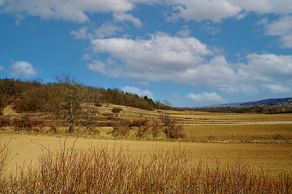 포토 JPG 해외이미지 나무 식물 계절 꽃 야생동물 백그라운드 밭 농업 자연 하늘 건조 사람없음 야외 파란색 농장 농경지 노란색 평화 환경 맑음 수확 시골 황금 땅 밀 언덕 밭일 수평선 세련 해외포토 동물 산업 컬러 컨셉 날씨 곡류 생태계 파일형식 이미지허브