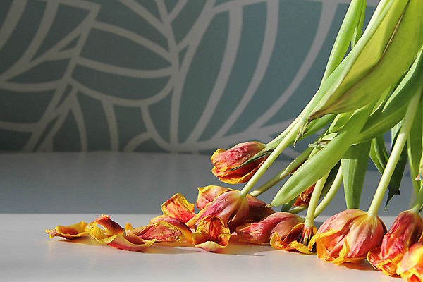 포토 JPG 해외이미지 여러송이 실내 사람없음 튤립 시들음 해외포토 꽃 다수 내부 파일형식 이미지허브