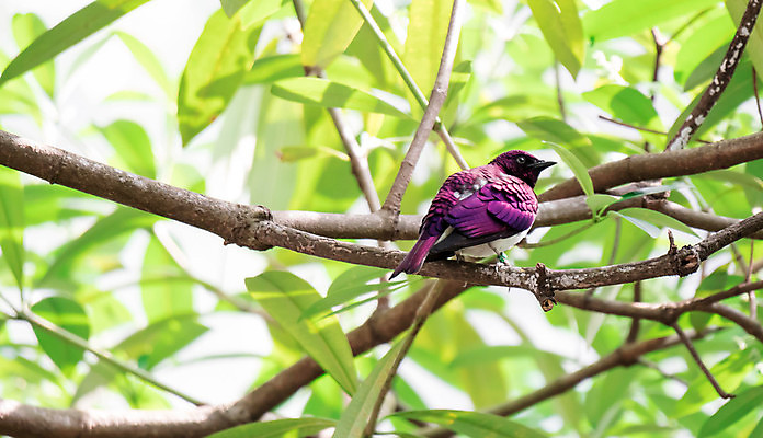 포토 JPG 해외이미지 동물 공원 야생동물 아프리카 자연 조류 사람없음 야외 가로 초록색 컬러풀 보라색 흰색 나뭇가지 숲 제비꽃 깃털 자두 남쪽 해외포토 나무 공공시설 꽃 나라 컬러 과일 방향 생태계 파일형식 이미지허브