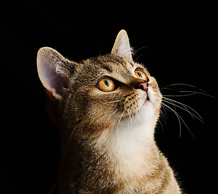 포토 JPG 해외이미지 한마리 응시 새끼 검은배경 실내 근접촬영 사람없음 귀여움 고양이 스코티쉬스트레이트 해외포토 동물 1 시선 뷰포인트 백그라운드 컨셉 포유류 내부 반려동물 검은색 파일형식 이미지허브