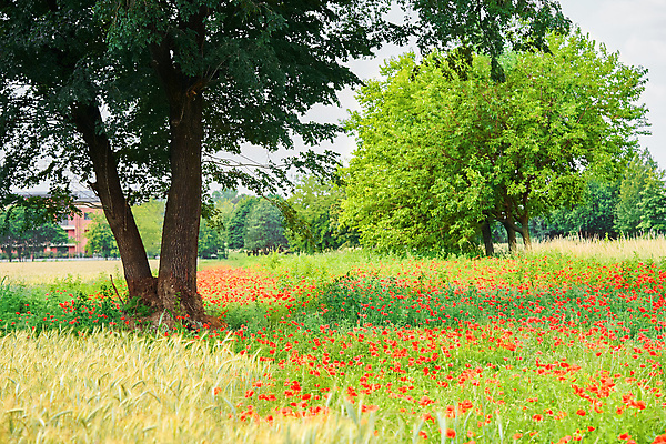 포토 JPG 해외이미지 주간 나무 꽃 꽃밭 자연 사람없음 야외 봄 해외포토 자연요소 식물 계절 생태계 파일형식 이미지허브