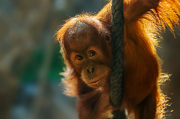 포토 JPG 해외이미지 동물 응시 공원 아시아 얼굴 야생동물 어린이 새끼 오렌지 포유류 자연 털 동물원 국립공원 종류 앉기 사람없음 빨간색 갈색 머리 원숭이 표현 황무지 보호 인도네시아 멸종 유인원 원시시대 말레이시아 고립 돌봄 동물상 해외포토 시선 공공시설 나라 컬러 컨셉 과일 모션 사람 신체부위 조형물 역사 생태계 파일형식 이미지허브