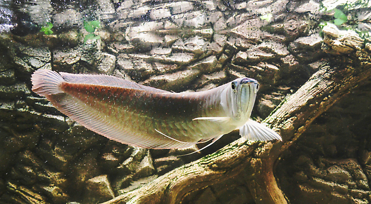 포토 JPG 해외이미지 동물 응시 호수 야생동물 자연 동물원 어류 사람없음 빨간색 물 강 컬러풀 뷰티 수중 수영 흰색 용 은색 눈금 생물학 꼬리 지느러미 수족관 내추럴 동물상 민물 아마존 이국적 브라질사람 해외포토 자연요소 시선 교육 컬러 조형물 수중동물 수상스포츠 생태계 파일형식 이미지허브