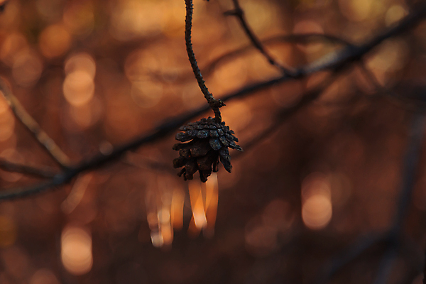 포토 JPG 해외이미지 나무 식물 배너 백그라운드 크리스마스 자연 추상 건조 씨앗 사람없음 장식 초록색 빛 햇빛 뷰티 갈색 환경 덮개 나뭇가지 죽음 소나무 신용카드 닫기 떨어짐 소프트포커스 숲 작음 묘사 솔방울 가뭄 침엽수 전나무 원뿔 내추럴 고립 삼나무 혼자 해외포토 도형 기념일 컬러 컨셉 무늬 모션 날씨 촬영기법 금융 태양 뚜껑 크기 생태계 파일형식 이미지허브