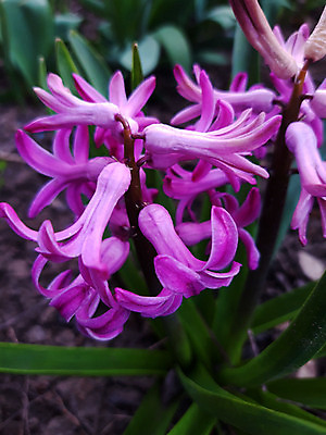 포토 JPG 해외이미지 식물 계절 꽃잎 꽃 잎 꽃무늬 자연 동양인 사람없음 야외 초록색 파란색 정원 보라색 성장 벚꽃 신선 개화 제비꽃 그림 원예 블루벨 히아신스 해외포토 컬러 무늬 인종 취미 생태계 파일형식 이미지허브