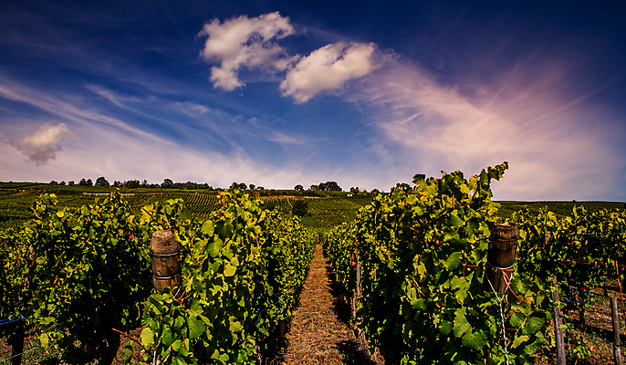 포토 JPG 해외이미지 포도 사람없음 와인 프랑스 시골 포도밭 해외포토 유럽 밭 과일 주류 파일형식 이미지허브