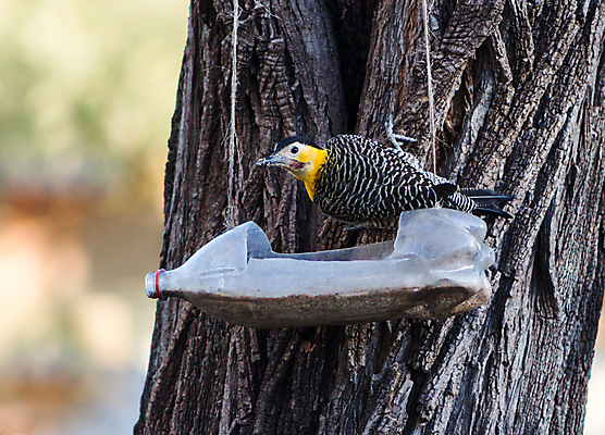 포토 JPG 해외이미지 나무 동물 야생동물 자연 조류 아이디어 사람없음 가로 노란색 재활용 남아메리카 먹이 플라스틱 깃털 새장 브라질 서식지 생태학 작살 핸드메이드 해외포토 식물 교육 컬러 컨셉 재질 아메리카 친환경 생태계 케이지 파일형식 이미지허브