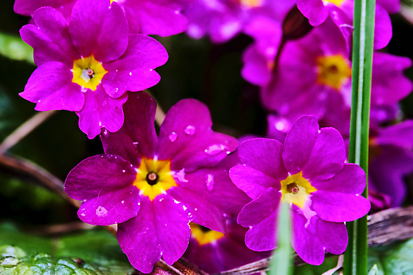 포토 JPG 해외이미지 식물 계절 공원 꽃잎 꽃 분홍색 꽃다발 백그라운드 잎 꽃무늬 자연 선물 사람없음 야외 장식 초록색 컬러풀 뷰티 노란색 정원 보라색 봄 들꽃 성장 벚꽃 흰색 신선 개화 닫기 제비꽃 원예 내추럴 영원 프리뮬러 해외포토 공공시설 컬러 무늬 모션 취미 생태계 파일형식 이미지허브