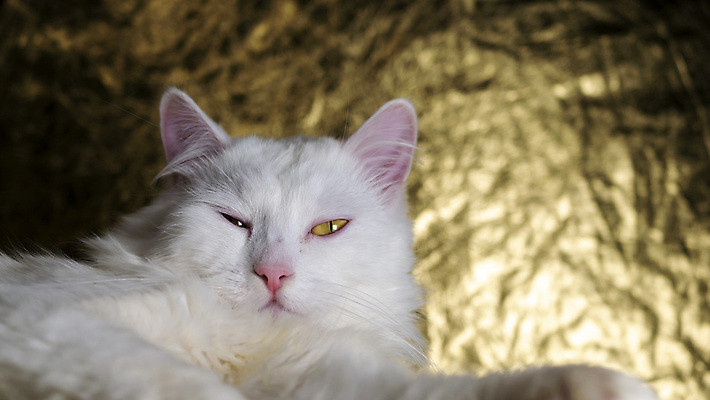 포토 JPG 해외이미지 동물 템플릿 긴머리 응시 여유 백그라운드 포유류 휴식 벽돌 주택 털 동물원 피곤 사람없음 파란색 반려동물 고양이 일몰 회색 흰색 닫기 치아 사자 왕 청소 혀 육식동물 갈기 솜털 칠면조 거짓말 기르기 옛날 튀르키예 해외포토 헤어스타일 시선 감정 아시아 컬러 컨셉 모션 조류 건물 노을 입 소화기관 돌봄 파일형식 이미지허브