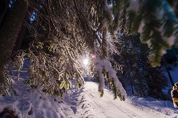 포토 JPG 해외이미지 나무 길 겨울 자연 풍경 사람없음 야외 햇빛 눈 숲 가로수 해외포토 자연요소 식물 계절 날씨 태양 생태계 파일형식 이미지허브