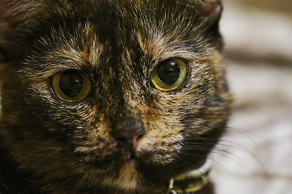 포토 JPG 해외이미지 동물 1 응시 얼굴 백그라운드 포유류 휴식 털 3 사람없음 반려동물 갈색 평화 검은색 고양이 흰색 점 달콤 모피 코 해외포토 시선 컬러 컨셉 신체부위 맛 파일형식 이미지허브