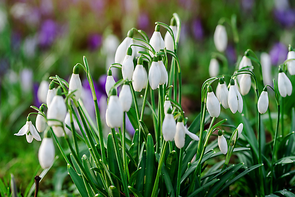포토 JPG 해외이미지 꽃잎 꽃 잎 봄꽃 사람없음 아웃포커스 개화 스노드롭 해외포토 식물 촬영기법 봄 파일형식 이미지허브
