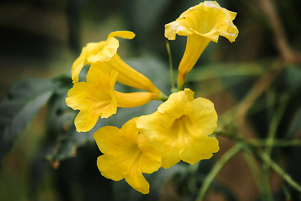 포토 JPG 해외이미지 식물 꽃잎 꽃 꽃다발 백그라운드 잎 꽃무늬 자연 아침 사람없음 야외 장식 초록색 컬러풀 뷰티 노란색 정원 벚꽃 흰색 신선 개화 황금 우아함 소프트포커스 다발 배열 질감 꽃가루 트럼펫 내추럴 고립 해외포토 주간 컬러 컨셉 무늬 촬영기법 가루 금관악기 생태계 파일형식 이미지허브
