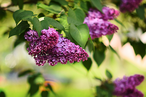 포토 JPG 해외이미지 식물 배너 계절 꽃잎 꽃 꽃다발 백그라운드 잎 꽃무늬 자연 선물 사람없음 가로 초록색 여름 파란색 컬러풀 뷰티 머리 우주 정원 보라색 쪽지 봄 공백 성장 벚꽃 나뭇가지 꽃술 신선 개화 다발 순수 원예 보케 향기 심플 라벤더 라일락 내추럴 꽃수술 레터링 카피스페이스 해외포토 나무 컬러 컨셉 무늬 취미 신체부위 허브 생태계 냄새 파일형식 이미지허브