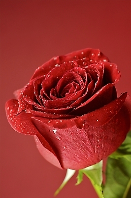 포토 JPG 해외이미지 스튜디오촬영 꽃 근접촬영 사람없음 빨간색 장미 물방울 해외포토 식물 뷰포인트 컬러 실내 파일형식 이미지허브