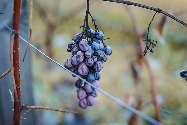 포토 JPG 해외이미지 열매 겨울 농업 포도 주택 사람없음 빨간색 경제 파란색 수확 달콤 질병 원예 포도밭 돌봄 썩음 양조 옛날 적자 해외포토 식물 계절 산업 컬러 밭 과일 의학 모션 취미 건물 맛 파일형식 이미지허브