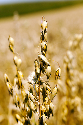 포토 JPG 해외이미지 계절 음식 농업 자연 씨앗 성인 사람없음 야외 여름 농장 노란색 경작 성장 시골 땅 굽기 언덕 보리 밀가루 장면 부드러움 숙성 귀리 해외포토 식물 산업 컬러 곡류 사람 농사 감각 가루 구이 생태계 파일형식 이미지허브