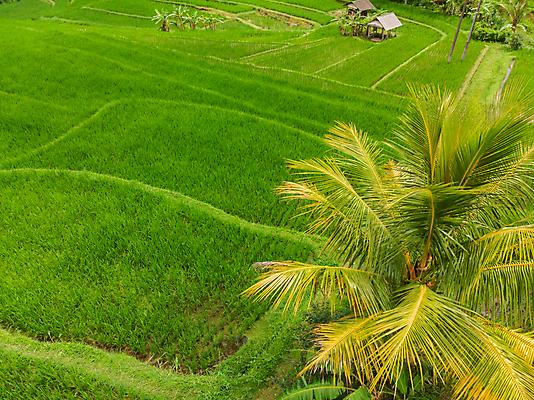 포토 JPG 해외이미지 나무 식물 아시아 문화 음식 여행 백그라운드 패턴 밭 농업 자연 밥 휴가 산 안테나 건강 사람 풍경 사람없음 야외 초록색 농장 환경 수확 성장 시골 낟알 언덕 유기농 질감 발리 인도네시아 장면 내추럴 밭일 조감도 해외포토 웰빙 나라 산업 컬러 섬 무늬 통신 생태계 파일형식 이미지허브