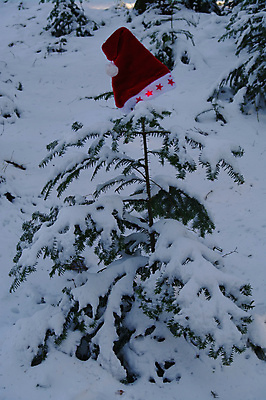 포토 JPG 해외이미지 나무 모자 전통 옷 계절 컨셉 크리스마스 겨울 일러스트 자연 추상 휴가 선물 미술 풍경 사람없음 야외 장식 빨간색 산타클로스 머리 추위 코트 흰색 축하 12월 천 연도 기회 전나무 보닛 양모 캡모자 특별함 클라우스 해외포토 식물 모자_잡화 잡화 기념일 컬러 무늬 자동차 문화예술 신체부위 외투 직물 날짜 생태계 파일형식 이미지허브