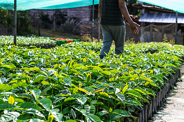 포토 JPG 해외이미지 나무 식물 산업 도로 잎 밭 농업 자연 콩 씨앗 사람없음 야외 초록색 농작물 농장 정원 수확 성장 시골 신선 남아메리카 작음 아스팔트 유기농 계단식 내추럴 모종 밭일 생태학 아라비카 페루 해외포토 웰빙 교육 길 컬러 교통시설 곡류 아메리카 크기 생태계 파일형식 이미지허브