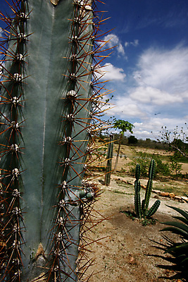 포토 JPG 해외이미지 나무 동물 전통 지구 농업 아프리카 자연 표면 건조 사람 사람없음 물 글로벌 농장 환경 사막 시골 뜨거움 오염 변화 카우보이 땅 가뭄 당나귀 내추럴 깨짐 땅바닥 생태학 위기 재앙 해외포토 자연요소 식물 교육 나라 산업 컨셉 날씨 바닥 말_동물 생태계 파일형식 이미지허브