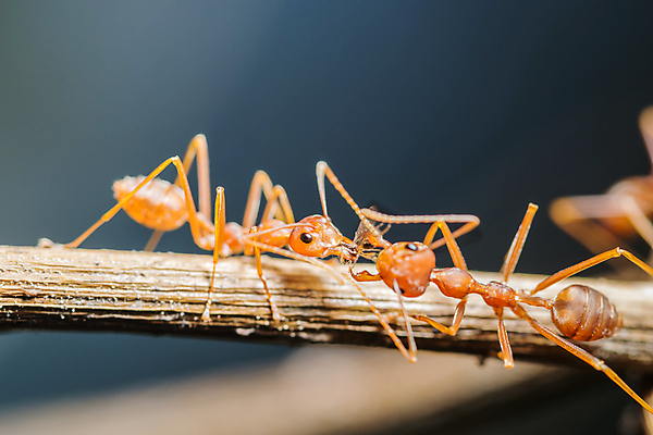 포토 JPG 해외이미지 동물 야생동물 음식 곤충 백그라운드 패턴 과일 자연 사람없음 빨간색 검은색 업무 그룹 벌레 먹기 묘사 개미 내추럴 식민지 해외포토 컬러 무늬 모션 작업 생태계 파일형식 이미지허브