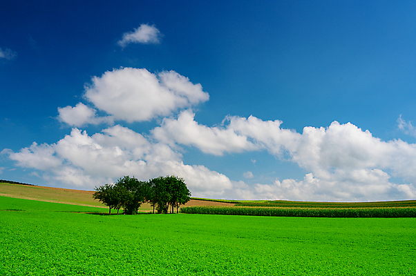 포토 JPG 해외이미지 나무 계절 백그라운드 2 밭 농업 자연 하늘 사람없음 야외 초록색 파란색 햇빛 농장 환경 맑음 봄 시골 언덕 내추럴 깊이 파라다이스 수평선 해외포토 식물 산업 컬러 날씨 태양 생태계 파일형식 이미지허브