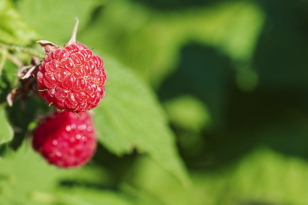 포토 JPG 해외이미지 식물 계절 열매 음료 음식 백그라운드 잎 농업 과일 재료 자연 디저트 건강 사람없음 빨간색 초록색 뷰티 정원 침묵 활발 수확 나뭇가지 신선 달콤 큼 자르기 먹기 오브젝트 싱글 유기농 날것 산딸기 고립 숙성 채식주의자 해외포토 나무 웰빙 산업 컬러 컨셉 모션 소리 맛 크기 생태계 채식 파일형식 이미지허브