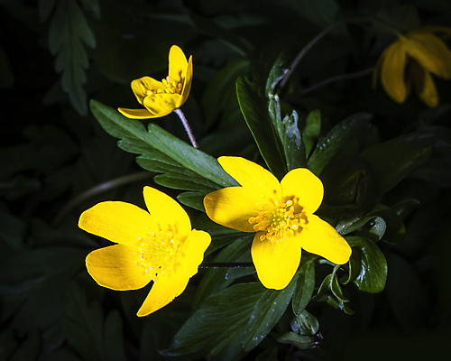 포토 JPG 해외이미지 식물 계절 꽃잎 꽃 백그라운드 잎 꽃무늬 자연 사람없음 야외 빛 컬러풀 햇빛 노란색 봄 성장 벚꽃 신선 허브 속도 헌병 해외포토 컬러 무늬 태양 군인 생태계 파일형식 이미지허브