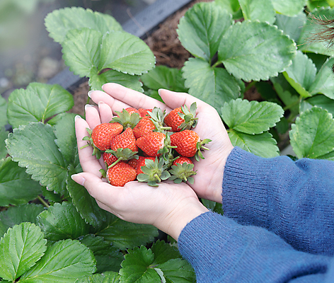 포토 JPG 해외이미지 손 딸기 들기 신체부위 딸기따기 온실 딸기농장 딸기잎 해외포토 잎 과일 모션 사람 농장 파일형식 이미지허브
