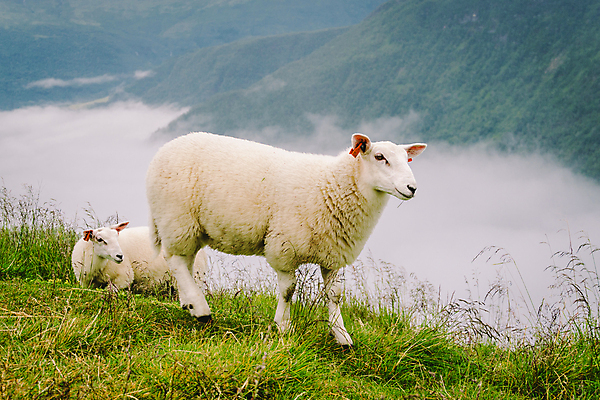 포토 JPG 해외이미지 동물 구름 응시 유럽 문화 야생동물 여행 백그라운드 밭 농업 포유류 자연 하늘 산 털 노르웨이 풍경 초원 사람없음 야외 초록색 여름 농장 계곡 안개 흰색 시골 양 먹이 방목 먹기 양고기 내추럴 양모 스칸디나비아 찰과상 해외포토 자연요소 시선 계절 나라 산업 컬러 모션 날씨 육류 직물 축산업 상처 생태계 파일형식 이미지허브