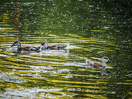 포토 JPG 해외이미지 동물 공원 여자 호수 야생동물 바다 날개 자연 조류 오리 풍경 사람없음 야외 초록색 물 여름 파란색 강 뷰티 반사 갈색 환경 수영 연못 그룹 깃털 부리 물새 청둥오리 내추럴 해외포토 자연요소 계절 공공시설 컬러 사람 수상스포츠 생태계 파일형식 이미지허브