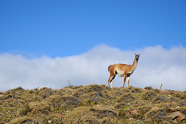 포토 JPG 해외이미지 동물 공원 야생동물 여행 포유류 자연 하늘 산 사람없음 파란색 미국 황무지 언덕 칠레 남쪽 동물상 전국 해외포토 공공시설 컬러 북아메리카 조형물 남아메리카 방향 생태계 파일형식 이미지허브