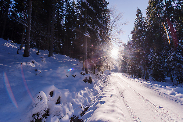 포토 JPG 해외이미지 나무 길 겨울 자연 풍경 사람없음 야외 햇빛 눈 숲 가로수 해외포토 자연요소 식물 계절 날씨 태양 생태계 파일형식 이미지허브