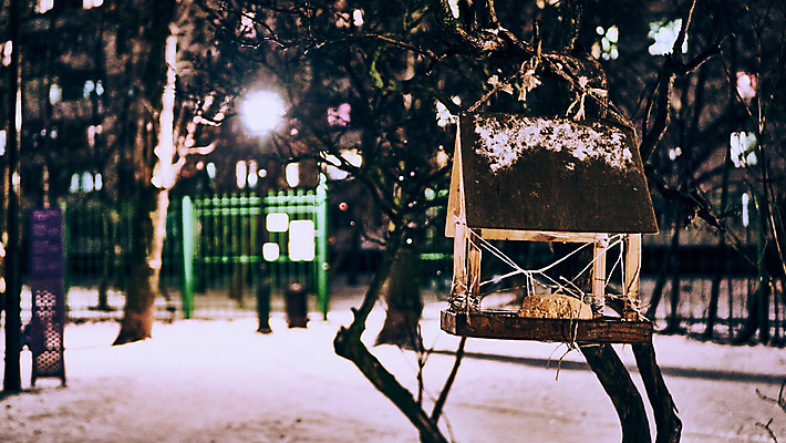 포토 JPG 해외이미지 나무 동물 계절 공원 야생동물 캐나다 겨울 날개 자연 조류 주택 풍경 사람없음 야외 목재 빨간색 초록색 빛 환경 정원 냉동 일몰 추위 가을 나뭇가지 둥지 보호 야간 저녁 숲 작음 먹이 환경보전 서리 부리 새장 핸드메이드 헬프 해외포토 자연요소 식물 공공시설 컬러 컨셉 북아메리카 재료 건물 노을 도움 크기 사회이슈 생태계 케이지 파일형식 이미지허브