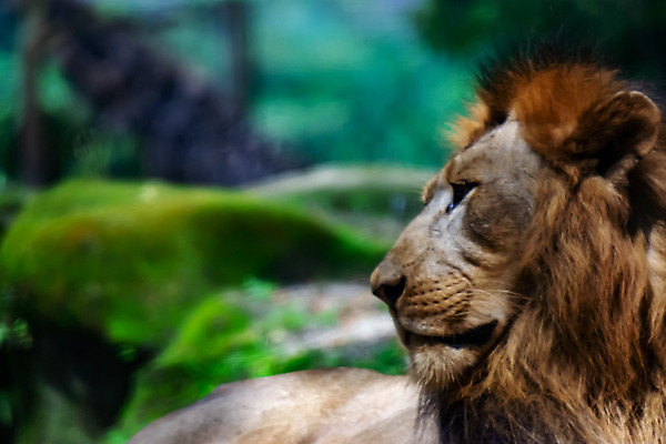 포토 JPG 해외이미지 동물 공원 여자 남자 얼굴 야생동물 포유류 아프리카 자연 휴식 털 동물원 사람없음 야외 노란색 머리 환경 고양이 황무지 위험 사자 큼 왕 모피 사파리 육식동물 갈기 사냥꾼 멸종 사자자리 서식지 표범 남쪽 내추럴 사바나 암사자 웅장함 탄자니아 해외포토 직업 공공시설 나라 컬러 컨셉 사람 신체부위 반려동물 별자리 크기 암컷 방향 생태계 파일형식 이미지허브