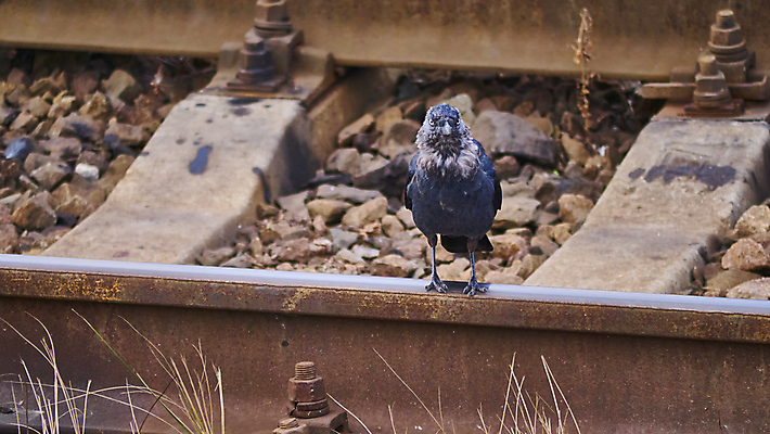 포토 JPG 해외이미지 동물 야생동물 백그라운드 북아메리카 오렌지 노래 자연 조류 병아리 종류 사람없음 야외 옆모습 초록색 환경 검은색 소리 흰색 왕 만들기 진흙 부름 반대 물새 서식지 흐림 내추럴 동물상 해외포토 음악 뷰포인트 컬러 과일 모션 날씨 아메리카 조형물 생태계 파일형식 이미지허브