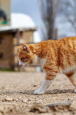 포토 JPG 해외이미지 주간 한마리 사람없음 야외 아웃포커스 걷기 귀여움 고양이 길고양이 해외포토 자연요소 1 컨셉 포유류 모션 촬영기법 반려동물 파일형식 이미지허브